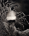 Gambels Quail, Susan Morris